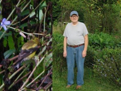 Morning Greetings Spread Cheer Beyond the Garden Image